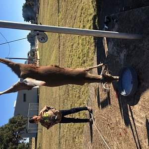 TexasWhiteTail2016