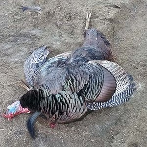 turkey2017small