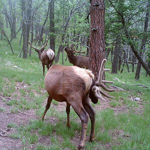Elk selfies 2016