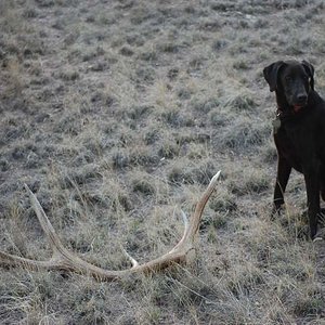 Raven in the Gila 2016