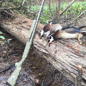 Wood duck Limit 11-13-16