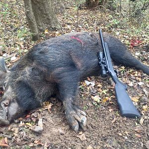 Island Hog 12-11-16