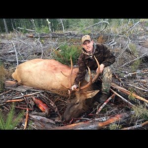 Nov 2017 Roosevelt Elk