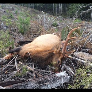 Nov 2017 Roosevelt Elk