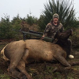 February 2017 Roosevelt Cow Elk