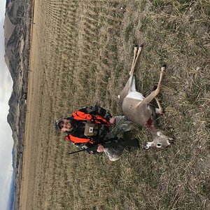 Whitetail doe in Whitehall, Montana