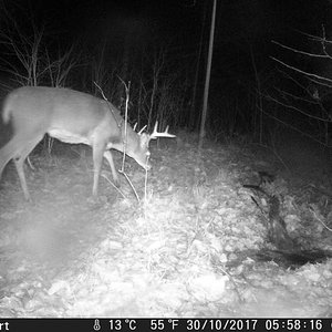 First spotted on a trail cam 10/30/17 about  1 mile from were Kevin found him on 11/10/17.