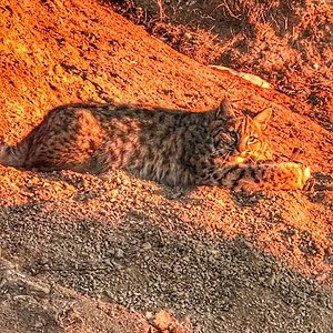 bobcat.jpg2.gif