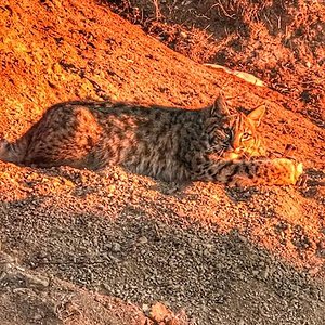 bobcat.jpg2.gif