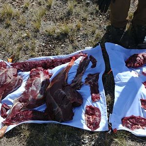 Laying the meat out on our Caribou game bags.