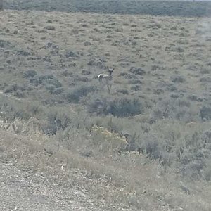 Antelope