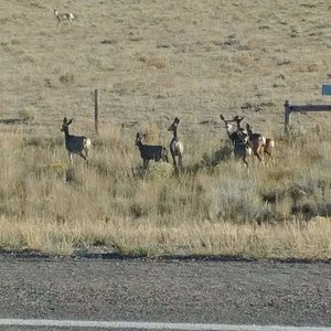 Muley Doe