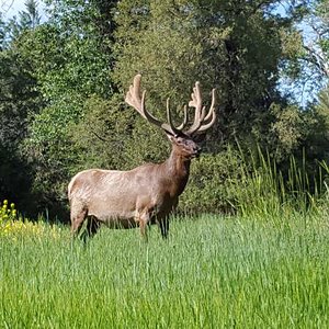 June 14 2017

Big Bull @ Bison Range in velvet