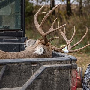 iowa bow buck