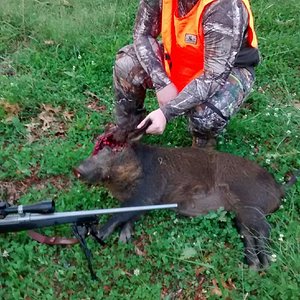 Hog from Chat. WMA