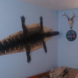 gator rug