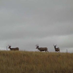 muleys3