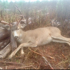 2018 Oregon Blacktail