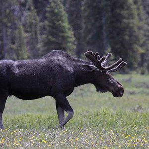 Moose
Grand Lake, CO