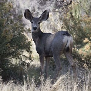 Doe Mule Deer
Dinosaur, National Monument