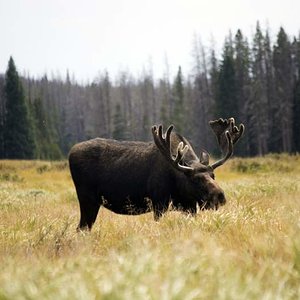 Moose
Grand Lake, CO