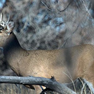 White Tail Deer
Colorado