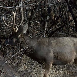 Mule Deer
Arsenal Wildlife Refuge