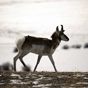 Pronghorn Antelope
Walden, CO