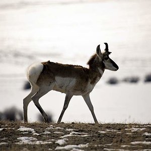 Pronghorn Antelope
Walden, CO