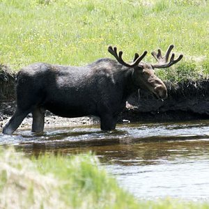 Moose
Grand Lake, CO