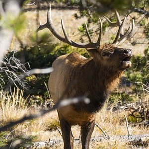 Rocky Mountain Bull