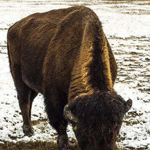 Yellowstone Bison