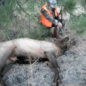 ID Elk 2013.jpg