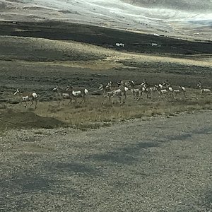 antelope_by_road_to_cabin.jpg