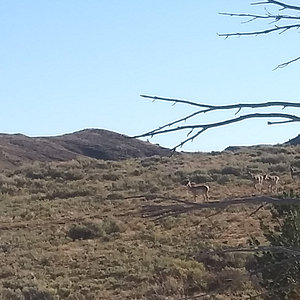 2020elkhunt_waterhole_antelope2.jpg