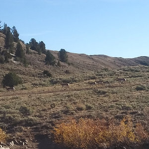 2020elkhunt_waterhole_antelope3.jpg