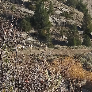 2020elkhunt_waterhole_antelope5.jpg