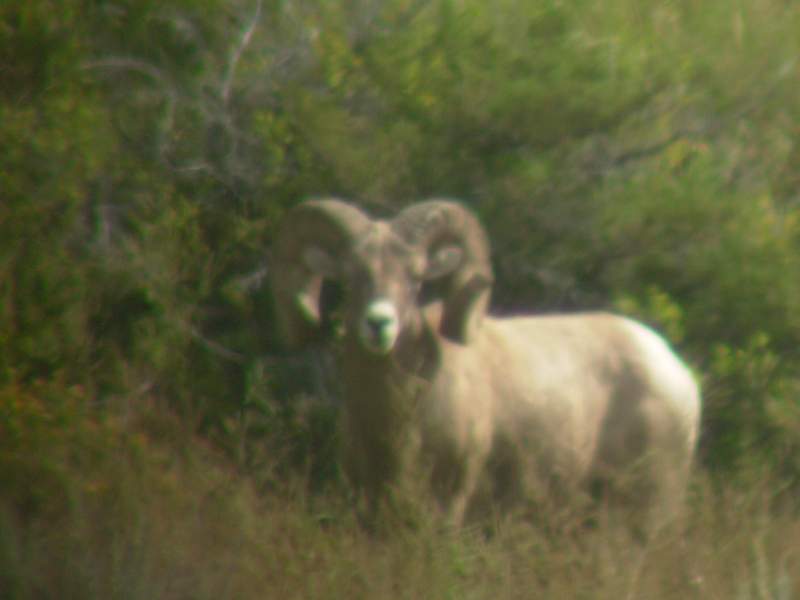 09Sheep 31854