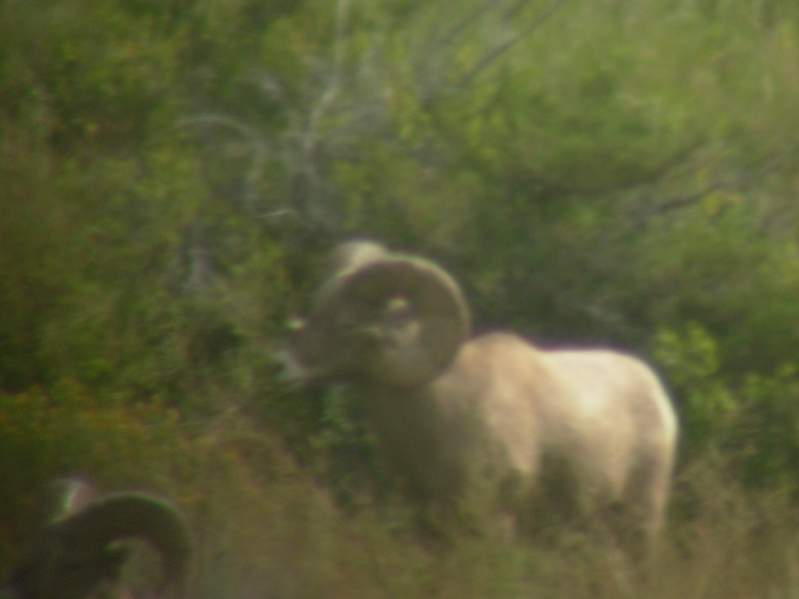 09Sheep 31856