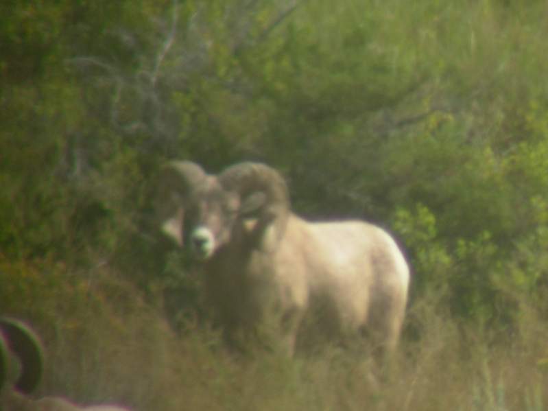 09Sheep 31857