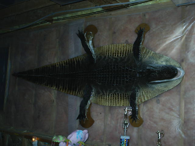 1996 Florida Alligator