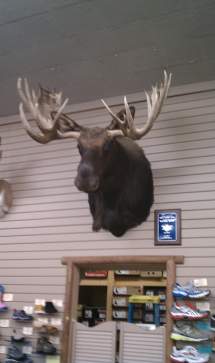 1996 Montana Moose B&amp;C score 167