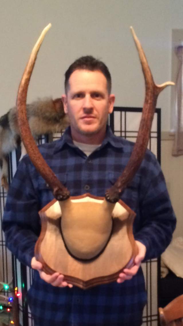 1st elk ready for the wall