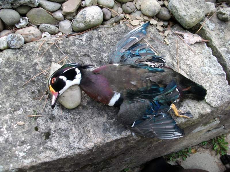 1st wood duck of the year