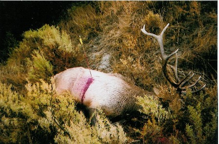 2004 Breaks Elk