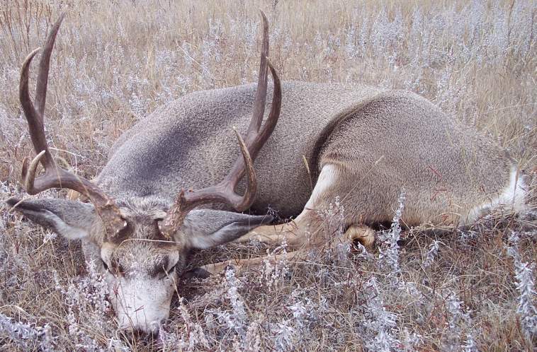 2009 nd mule deer hunt 055gooddad