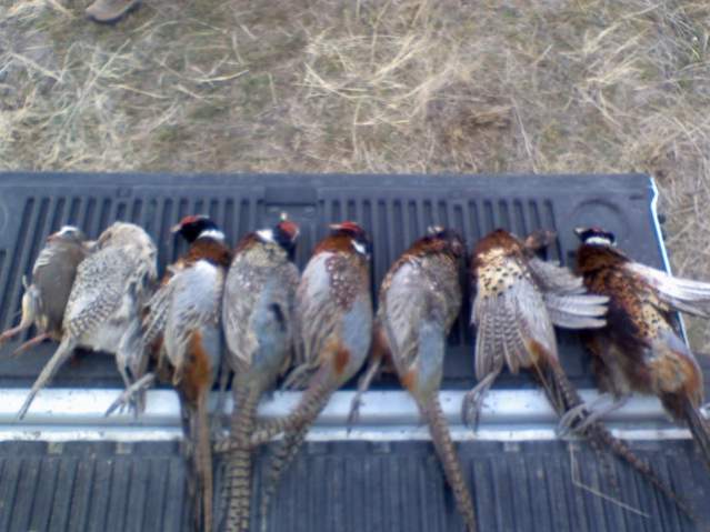 2009 pheasant hunt with dad