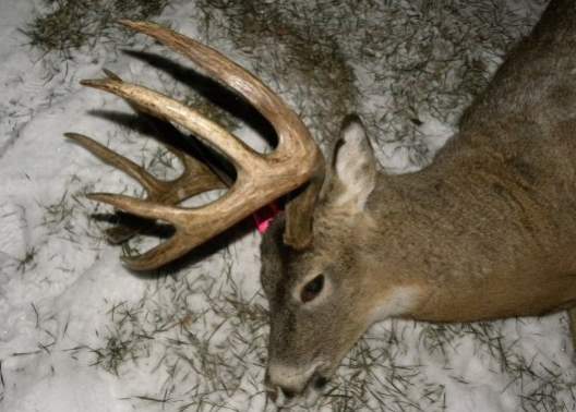 2009 rifle deer