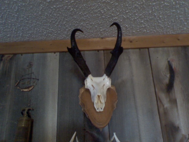 2009 speedgoat