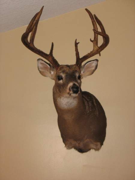 2010 Whitetail